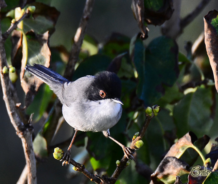 Occhiocotto  (Sylvia melanocephala)
